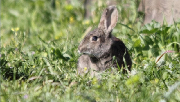 ep conejo animales bosque fauna