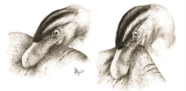ep ilustracionmuestraalimentacionpuncionarrastreteropodos