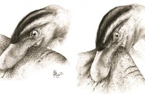 ep ilustracionmuestraalimentacionpuncionarrastreteropodos