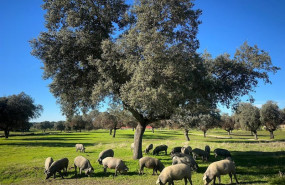 ep montanera de fisan