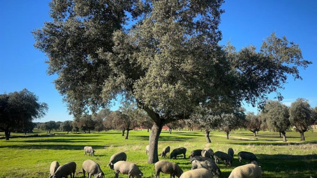 ep montanera de fisan