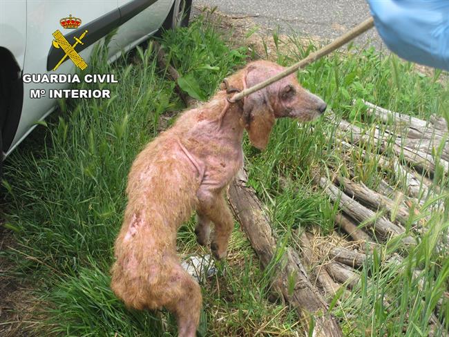 ep unolos perros maltratados