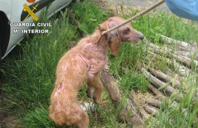 ep unolos perros maltratados