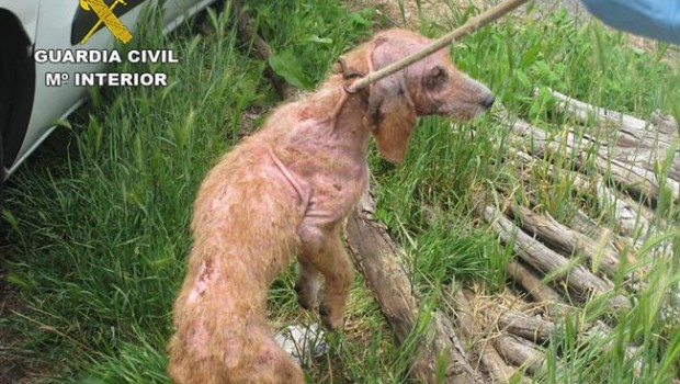 ep unolos perros maltratados