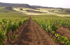ep vinedo ribera del duero de bodegas torres