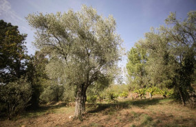 ep vista de olivos durante el comienzo de la temporada del aceite en la comarca de quiroga