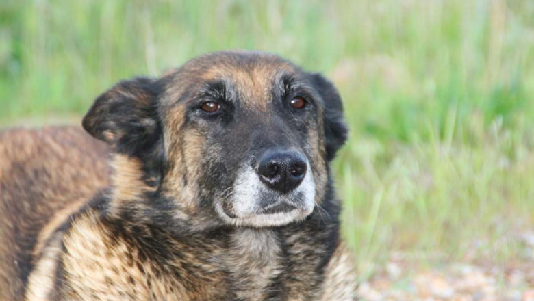 1571436918 anubisbis