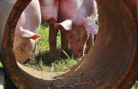 ep archivo cerdos en una granja 20260113130203 ep archivo cerdos en una granja 20260113130203