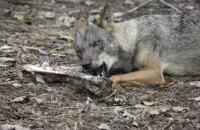 ep archivo   lobo comiendo carne en imagen de recurso