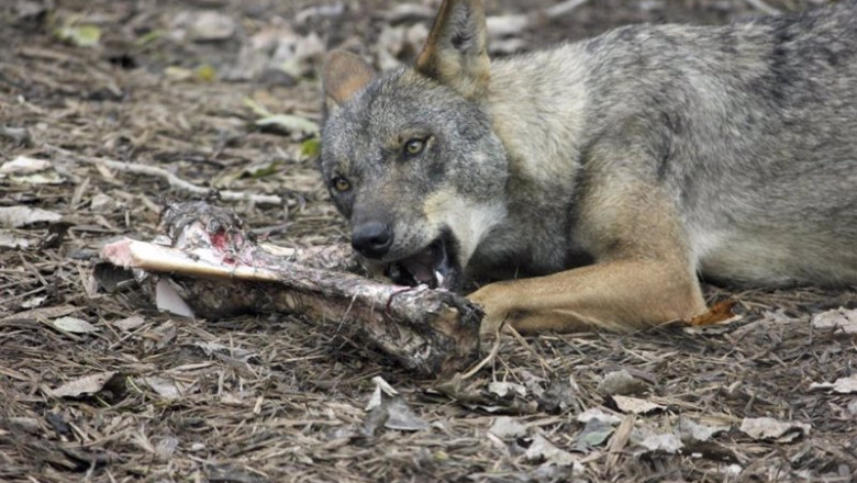 ep archivo lobo comiendo carne en imagen de recurso ep archivo lobo comiendo carne en imagen de recurso