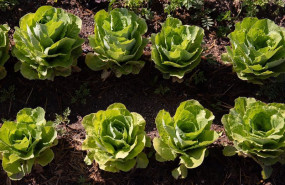 ep archivo   verduras en una parcela