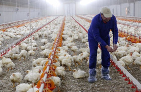 ep avicultor en su granja de pollos