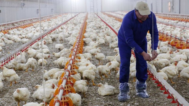 ep avicultor en su granja de pollos