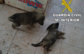 ep detenidomaltrato animalbenicarlo