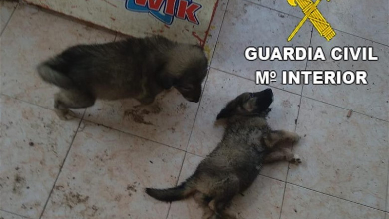 Detenido por maltrato animal en Benicarló | GUARDIA CIVIL ep detenidomaltrato animalbenicarlo