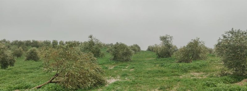 El efecto del temporal en un campo cordobés. | ASAJA ep el efecto del temporal en un campo cordobes
