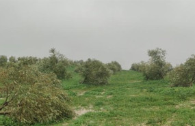 ep el efecto del temporal en un campo cordobes