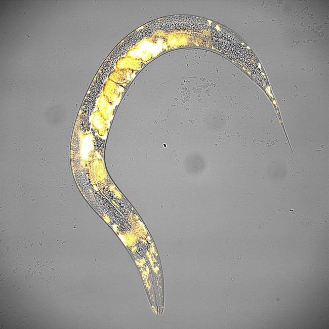 Gusano nematodo (Caenorhabditis elegans) con embriones en su interior | CRG / L.DAVEY / M.F.PEREZ ep gusano nematodo caenorhabditis elegans con embrionessu interior
