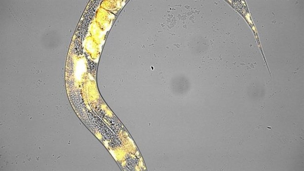 ep gusano nematodo caenorhabditis elegans con embrionessu interior