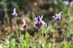 ep linaria qartobensis