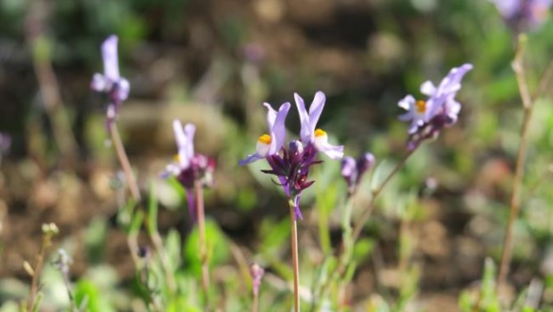 ep linaria qartobensis