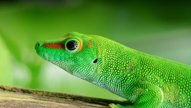 1580987140 lizard 27329891920