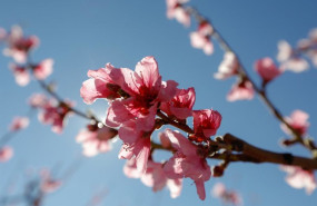 ep archivo   flor en la rama de un melocotonero en cieza murcia espana