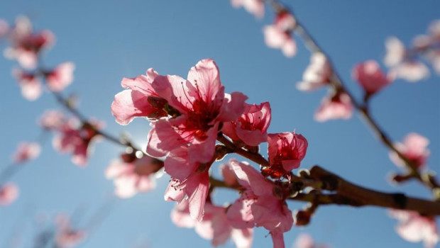 ep archivo flor en la rama de un melocotonero en cieza murcia espana ep archivo flor en la rama de un melocotonero en cieza murcia espana