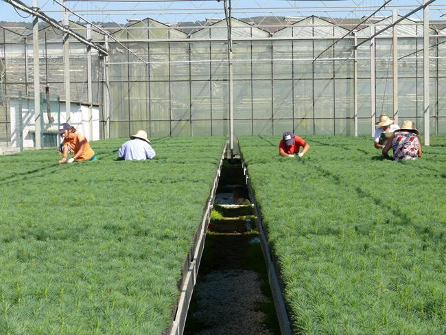 ep centroproduccionplantaviveromaceda ourense