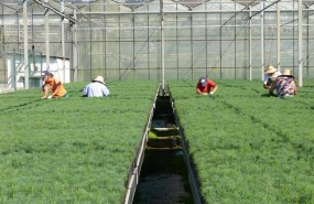 ep centroproduccionplantaviveromaceda ourense