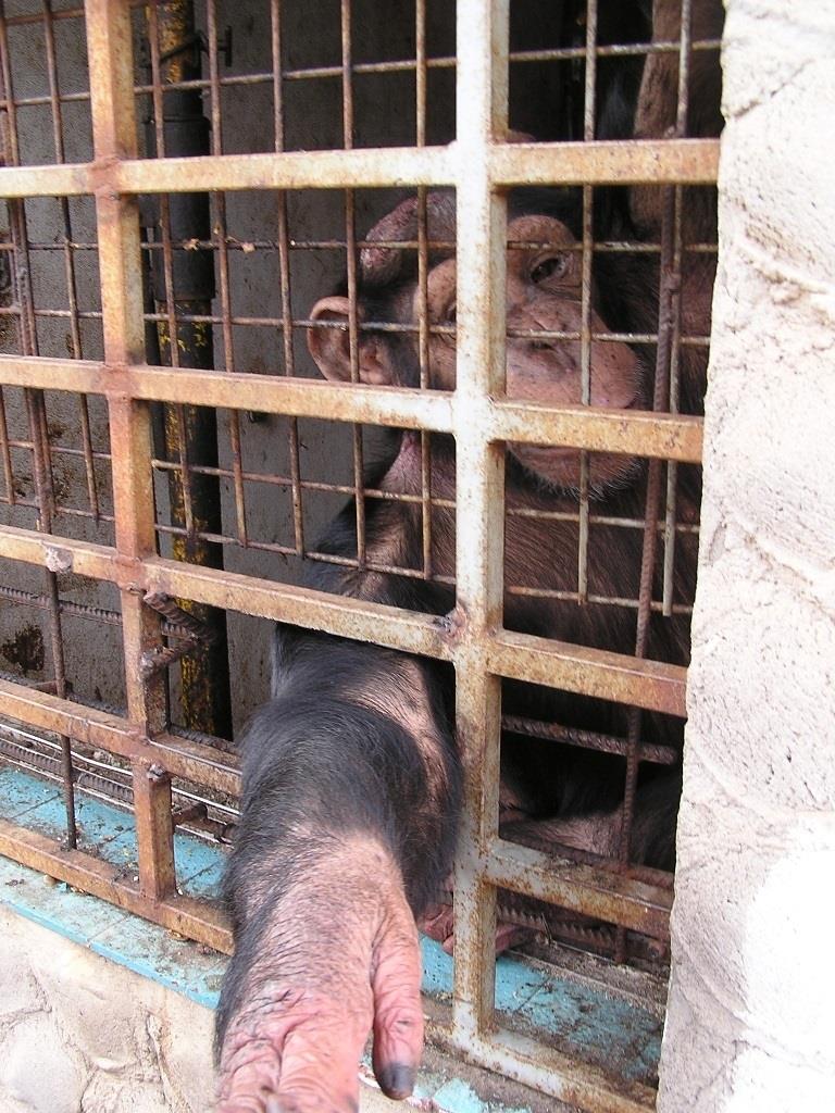 Chimpacé rescatado por Fundación MONA | FUNDACIÓN MONA ep chimpace rescatadofundacion mona