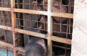 ep chimpace rescatadofundacion mona