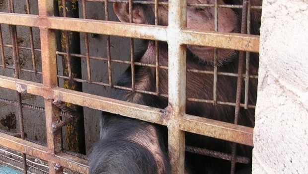 ep chimpace rescatadofundacion mona