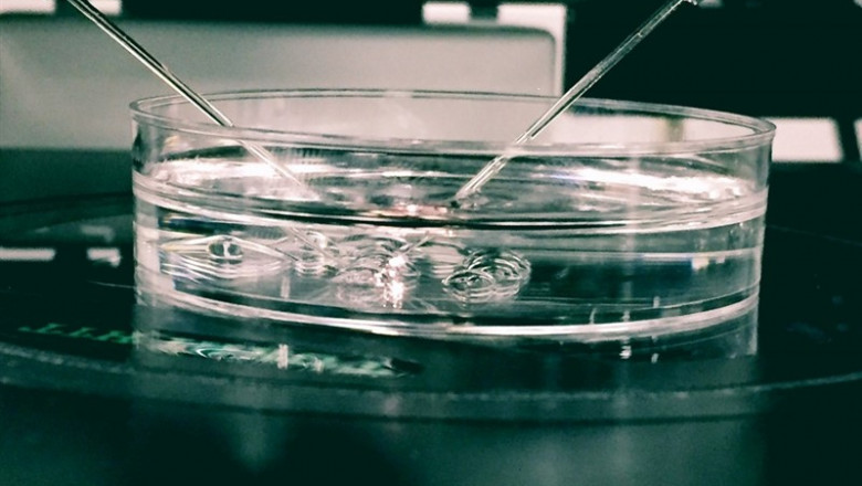ep un hidrogelsimulaendometrio podria aumentartasas de exitolos tratamientos reproductivos segun ivi