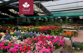 viveros rucat viveros rucat