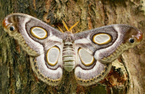 1588178762 butterfly 22437551280