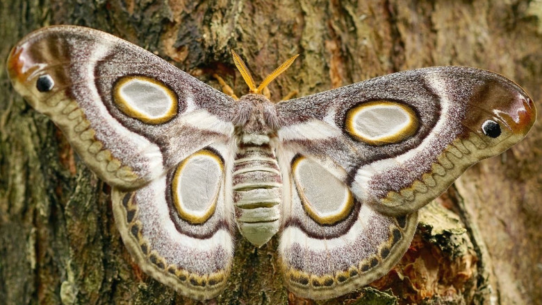 1588178762 butterfly 22437551280