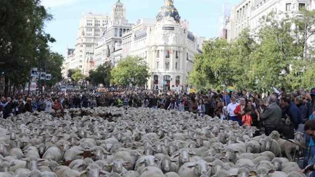 ep la fiestala trashumanciamadrid