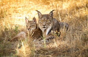 ep linces ibericos 20180720143701
