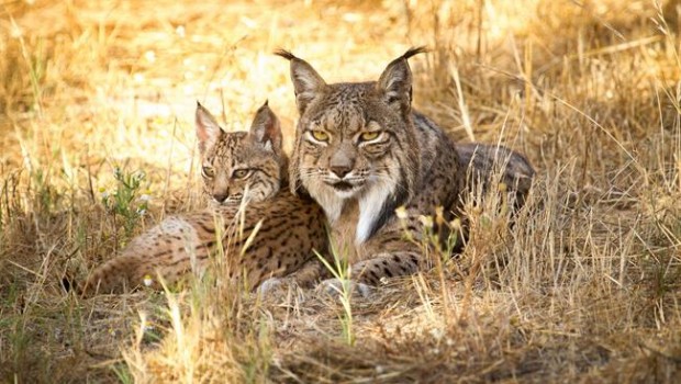 ep linces ibericos 20180720143701