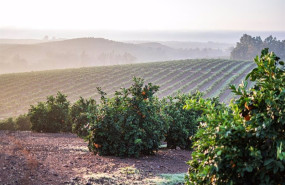 ep plantacion de citricos