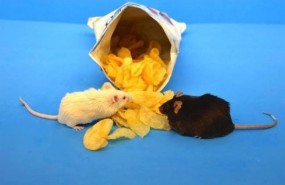ep ratoneslaboratorio comiendo patatas fritas