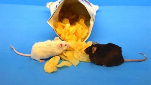 ep ratoneslaboratorio comiendo patatas fritas