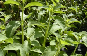 stevia, purecircle stevia, purecircle