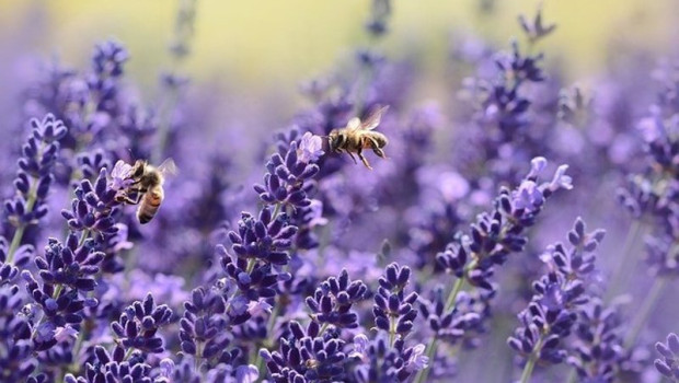 ep archivo   abejas en plena recoleccion de polen para la creacion de miel
