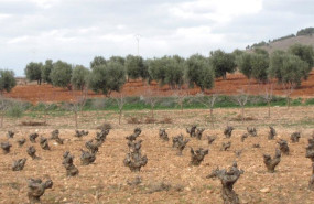 ep archivo   campo vina cosecha agricultura cepa vino