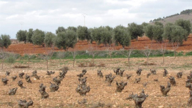 ep archivo   campo vina cosecha agricultura cepa vino