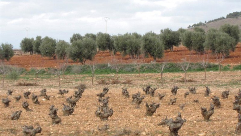 Archivo - Campo, viña, cosecha, agricultura, cepa, vino | EUROPA PRESS - Archivo ep archivo campo vina cosecha agricultura cepa vino