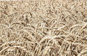 ep archivo   cereal en castilla la mancha