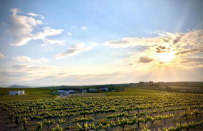 ep archivo   un vinedo de montilla moriles